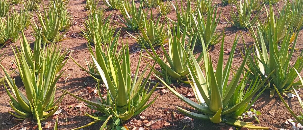 100% alami dan segar