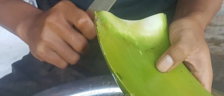 Siap olah untuk makanan, minuman, atau skincare