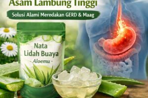 lidah buaya untuk asam lambung tinggi