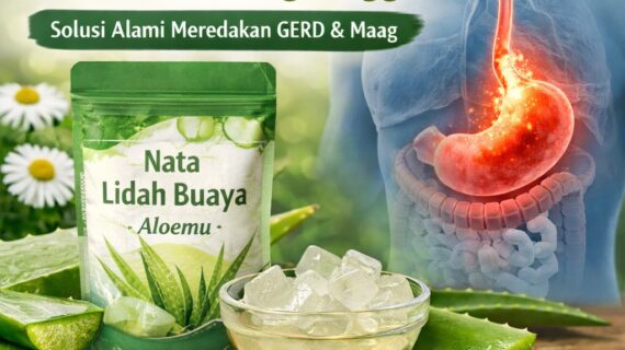 Lidah Buaya untuk Asam Lambung Tinggi: Solusi Alami, Aman, dan Efektif yang Kini Banyak Direkomendasikan