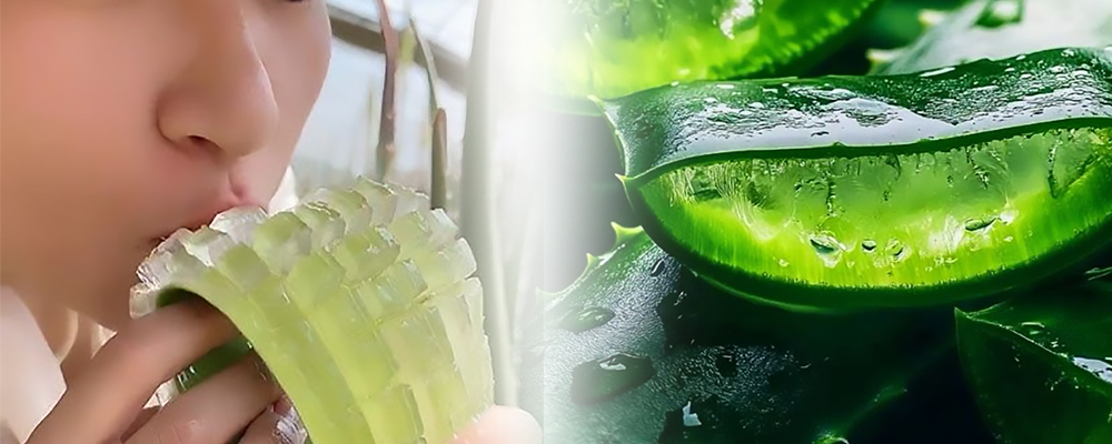 Apakah lidah buaya aman dimakan langsung?