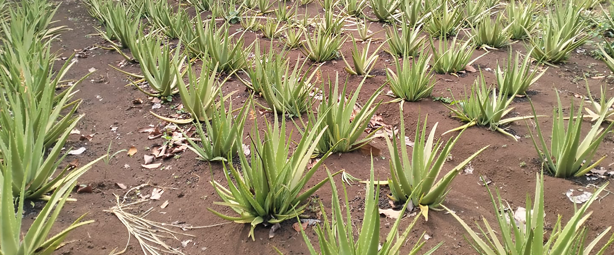 kebun lidah buaya jumbo