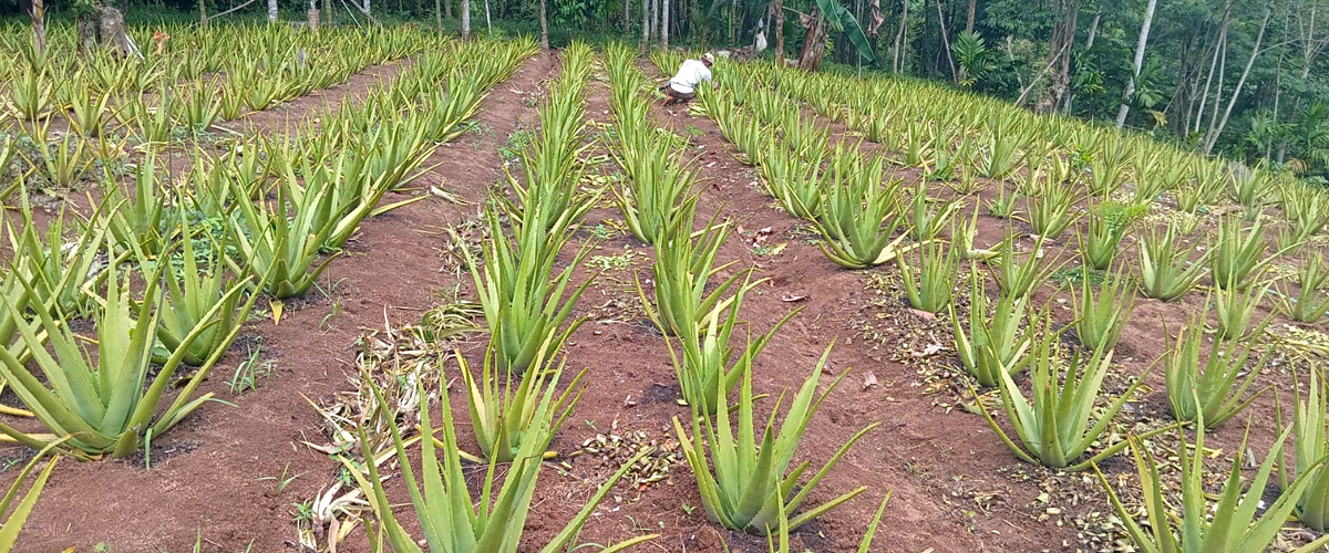 kebun lidah buaya jumbo barbadensis Miller