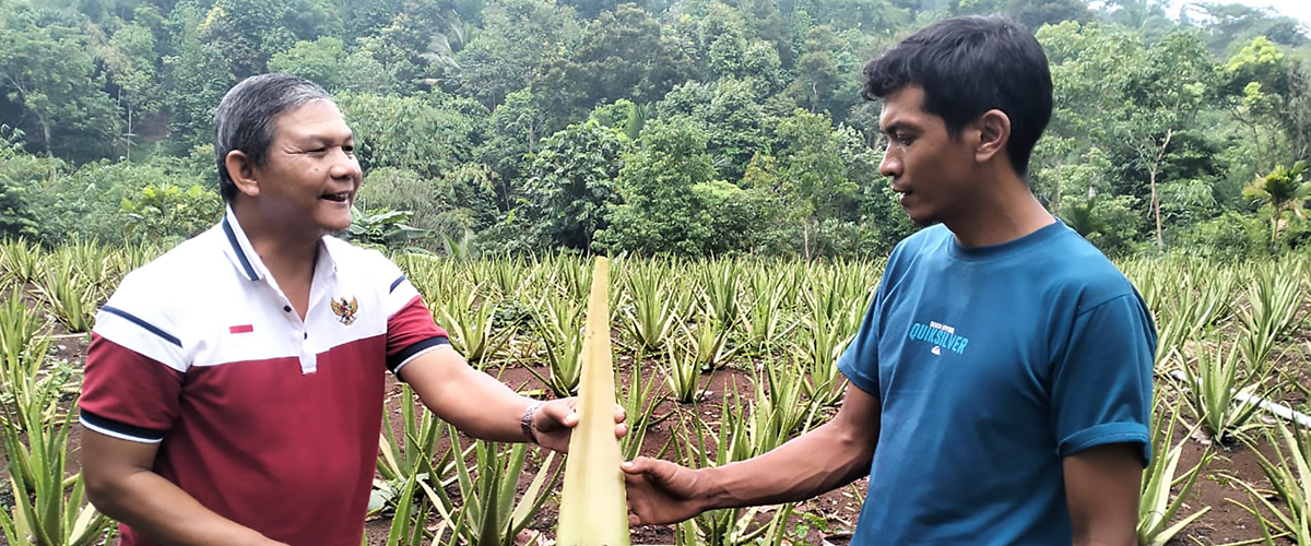 panen lidah buaya jumbo barbadensis Miller